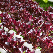 LWSTORE 1000 Rouge De Hiver Romaine Lettuce Seeds Non Gmo USPS Shipping - £6.63 GBP