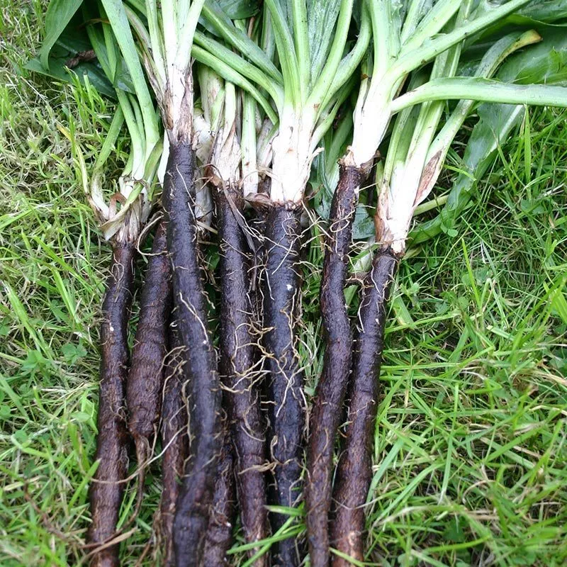 Black Salsify Oyster Plant - Scorzonera hispanica &#39;Enorma&#39; Seeds - 150 S... - $13.76 CAD