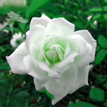 50 Seeds Rare Hybrid White Rose Green Heart Flower Plant Pack Light Fragrant - $30.00