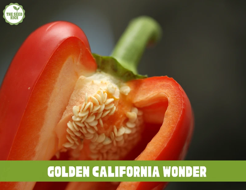 California Wonder Bell Pepper  NonGMO Seeds – Perfect for Borders - $82.01 MXN