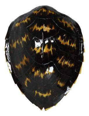 Large Nautical Marine Black Tone Faux Hawksbill Turtle Shell Replica Wal... - $179.99