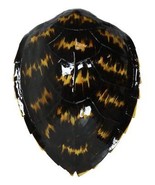 Large Nautical Marine Black Tone Faux Hawksbill Turtle Shell Replica Wal... - $3,411.63 MXN