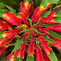 New Fresh Amaranth Perfecta Seeds Fresh Organic Amaranthus Tricolor Seeds, Red O - £6.30 GBP