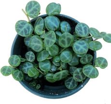 2&quot; Pot Peperomia Prostrata String of Hearts Terrarium Fairy Garden Houseplant - £64.72 GBP