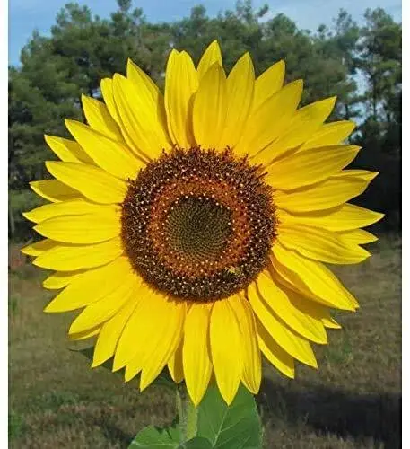 Fresh Giant Sunflower Seeds For Planting 50 Seed Packet Huge Wide Flowers Butter - £15.75 GBP