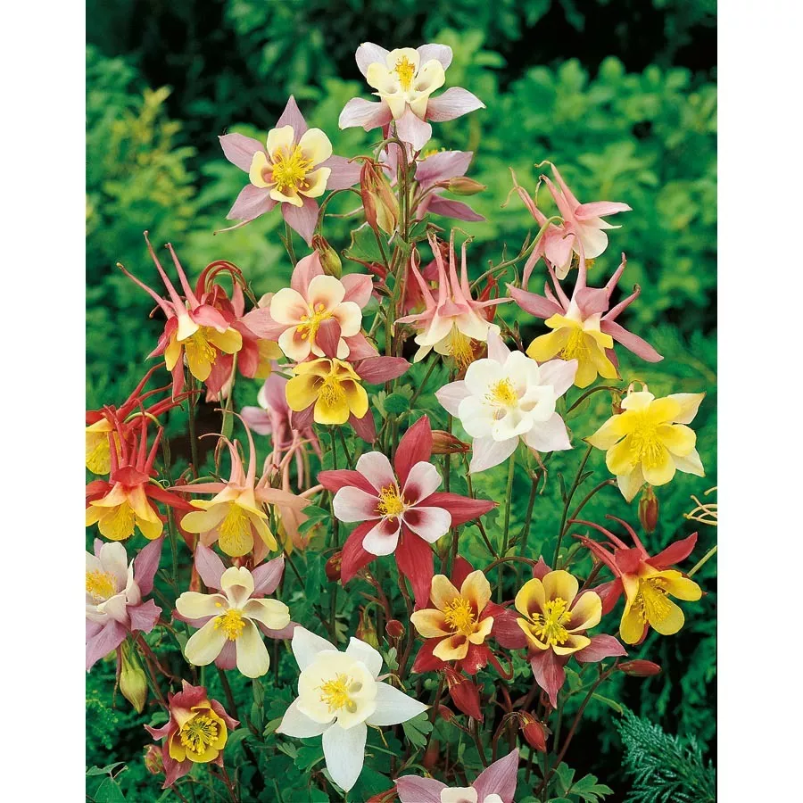 Item image 1