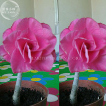 Ice Beauty Adenium Desert Rose Pack 2 Seeds 7 Layer Pink Petals E4028 Gardening  - $6.32