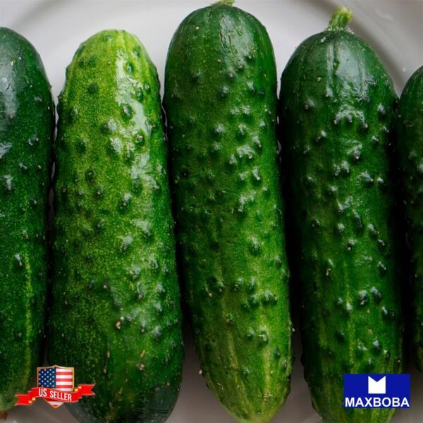 Cucumber Seeds Straight Eight Nongmo Heirloom And Vegetable Winner Garde... - $3.58