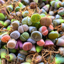 Mixed Many Types of Lithop Seeds Living Stones Rich Colorful - 100 Seeds - $14.88