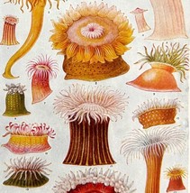 Anemones North Atlantic 1940s Lithograph Print Nautical Flowers Sea Life DWT7 - £31.48 GBP