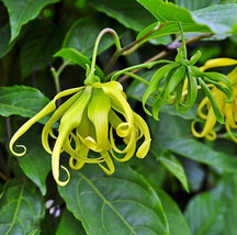 Ylang Ylang Flower Vine,  5 Ylang Ylang Tree Vine Seeds, CANANGA ODORATA... - £2.24 GBP