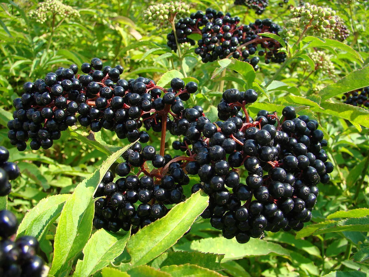 100 Seeds BLACK ELDERBERRY Tree Berry - $6.99