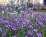 Moss Verbena Seeds Perennial Ground Cover Creeping Purple Flower  - $3.40