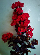 Black Leaf &quot;Red Hot&quot; Crape Myrtle Tree Crepe Live Starter Plants Rooted Cuttings - £56.74 GBP