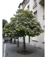 Harlequin Glorybower Clerodendron Trichotomum Tree Showy Fragrant Bulk S... - $11.75