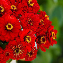 From Usa Zinnia Will Rogers Hummingbird Red Bees &amp; Butterflies Non-GMO 100 Seed - £3.18 GBP