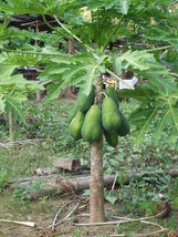 Berynita Store 50 Original Solo Sunrise Papaya Seeds Bear Fruits Low To Ground - £11.41 GBP