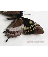 Papilio Warscewiczii - RARE Very Bizarrely Butterfly Framed Entomology Shadowbox - $78.00