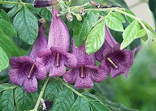 Organic Flower Seeds Jacaranda Delta (Jacaranda mimosifolia) Plant indoor. - £11.67 GBP