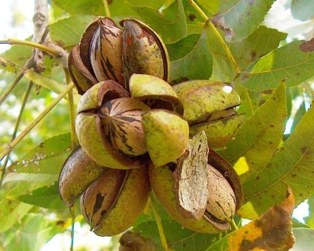 Primary image for Carya Illinoensis (Papershell Pecan) 6 seeds