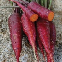 Carrot Purple Dragon from the USA - 100+ seeds - R 148 - £1.55 GBP