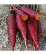 Carrot Purple Dragon from the USA - 100+ seeds - R 148 - £1.55 GBP