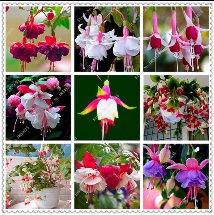 Primary image for US-50pcs/bag Fuchsia Seeds Potted Flowers seeds,bonsai seeds for home garden