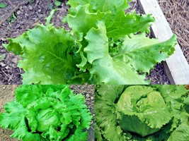 600+GREAT LAKES BATAVIAN Head Lettuce Spring Fall Seeds Garden Container - £13.37 GBP