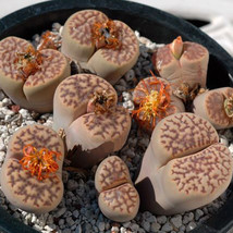 100 Seeds Lithops Bromfieldii C348 Succulents Plants Seeds Garden Beautiful USA  - £7.69 GBP