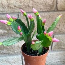 1 Plant Pink Flower Easter Cactus Rhipsalidopsis Gaertnerrii Growing in ... - £12.57 GBP