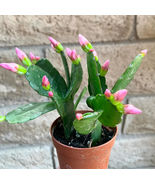 1 Plant Pink Flower Easter Cactus Rhipsalidopsis Gaertnerrii Growing in ... - £12.57 GBP