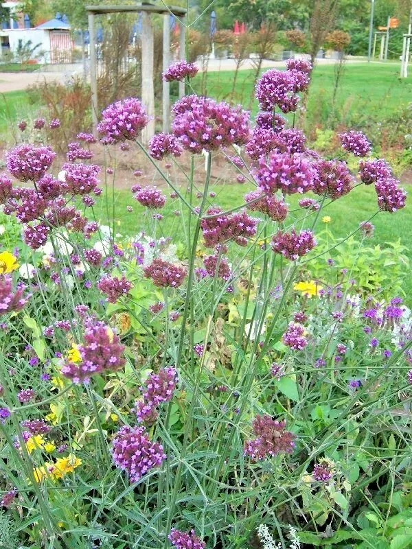 Semilir 501 Purpletop Vervain Flower Seeds Native Wildflower Vegetable S... - £7.32 GBP