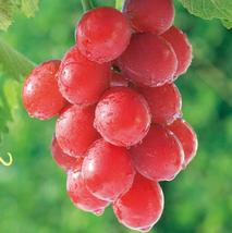 Ruby Roman Grapes, 15 Seeds D - £9.73 GBP