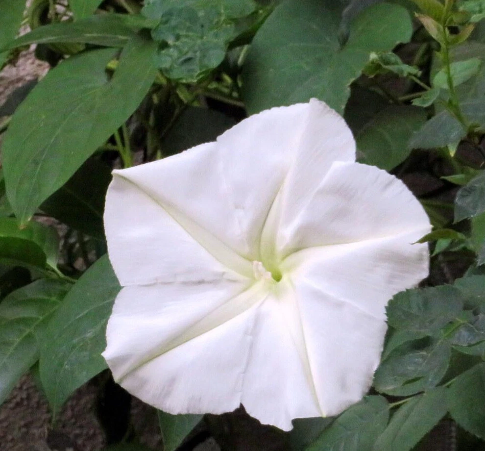 PSStore 25 Moonflower Ct White Morning Glory Flower Vine Night Vegetable Seeds - $9.67