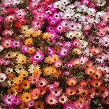 Ice Plant Mix Seeds Livingstone Daisy Variety Sizes Sold  - £2.43 GBP