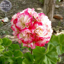 BELLFARM Geranium Fire red-to-white-to-light green Big Blooms Bonsai Flowers, 10 - £4.36 GBP