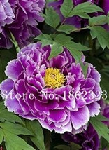 10 pcs Chinese Rose Tree Seeds - Purple Big Blooms Flowers with White Edge FROM  - £6.05 GBP