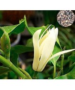 NEW 20PCS Michelia Alba Flower Seeds White Flowers* Easy To grow - $8.10