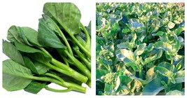 Chinese Kale Kailaan Chinese Broccoli Gai Lan Choi vegetable 200 Seeds  - £11.79 GBP