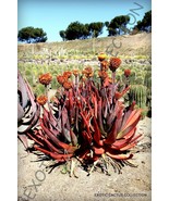 AW Aloe Capitata Gneissicola Exotic Cacti Succulent Cactus Seeds Agave 1... - $19.78