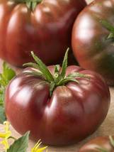 HeirloomSupplySuccess TM 10 Heirloom Purple Calabash Tomato Seeds  - £3.14 GBP