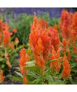 Celosia (Celosia Plumosa) Orange 25 Flower Seeds - $7.98
