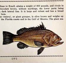 Jewfish 1939 Salt Water Fish Art Gordon Ertz Color Plate Print Antique P... - $29.99