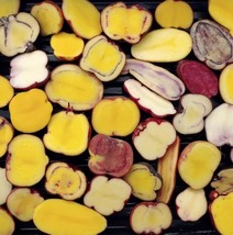 8 Seeds Peruvian Andean Potato - $55.06