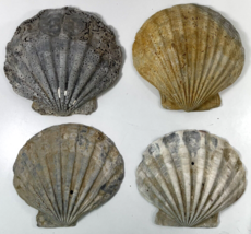 4 Large Fossil Scallop Sea Shells Pliocene Chesapecten Jeffersoni Beach Coastal - £25.62 GBP