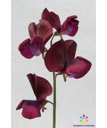 BS 50 Black Knight Sweet Pea Seeds Fast Grow - €11,19 EUR