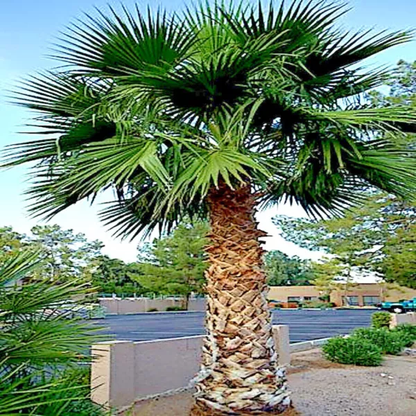 10 Mexican Fan Palm Tree Seeds (Washingtonia Robusta) Tropical Exotic Cold Hardy - £13.50 GBP