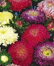 VP 1000 Powder Puff Aster Mix Callistephus Chinensis Flower Seeds *  - $4.50