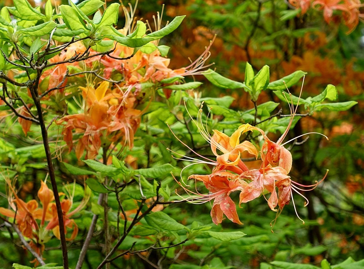 Rhododendron calendulaceum FLAME AZALEA Seeds! - $16.42