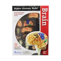 Learning Resources Human Anatomy Brain Model  - $62.00